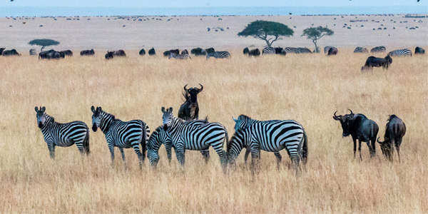 Grasslands © Sutirta Budiman Unsplash | www.wits.ac.za/curiosity/